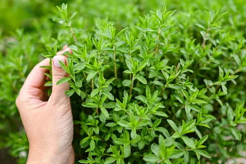 تصویر 4 از چای آویشن گزینه ای طبیعی برای آرامش