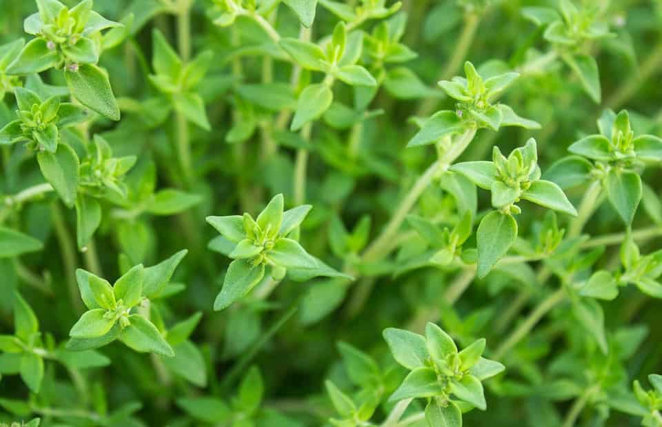 تصویر 1 از آویشن گلستان با هویت گیاهی شمال شرق