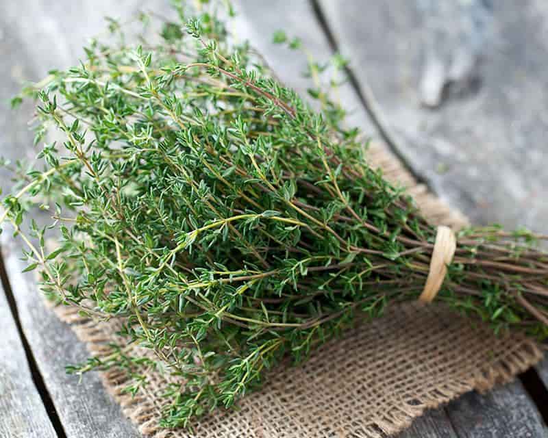 تصویر 3 از آویشن سیاه با رنگ برگ تیره و خاص گیاهی