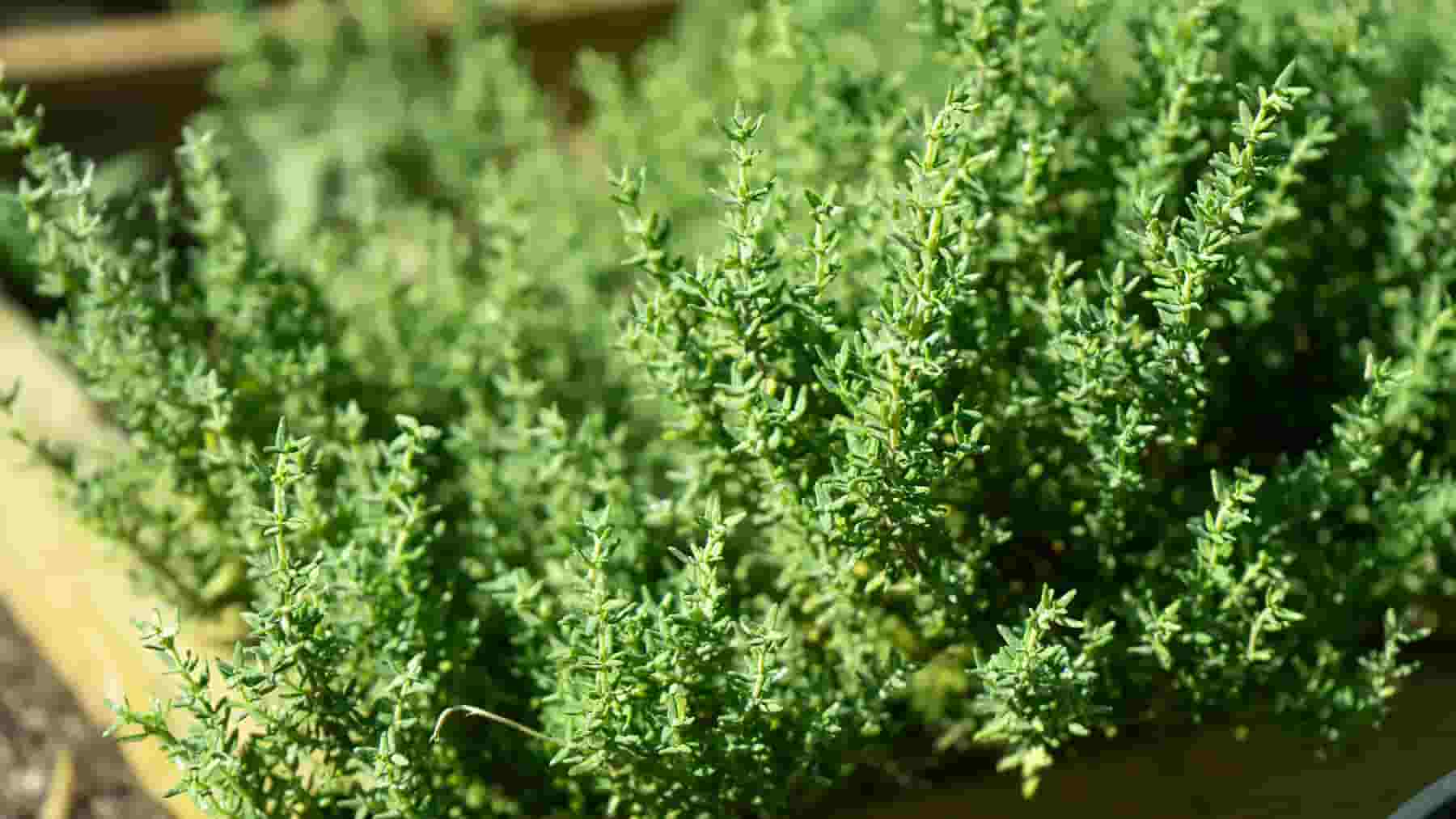 تصویر 4 از آویشن رونده گزینه ای پرکاربرد برای دمنوش های گیاهی