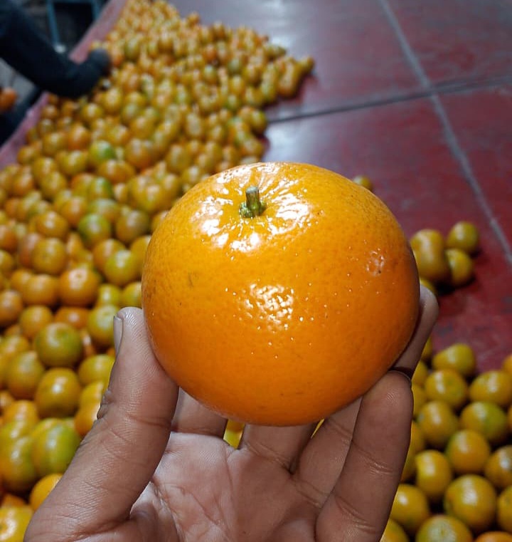 نارنگی