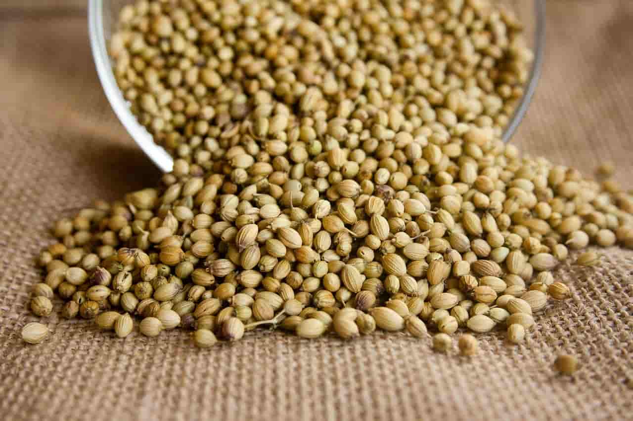 تصویر 4 از تخم گشنیز گل مناسب مصارف خانگی و آشپزی