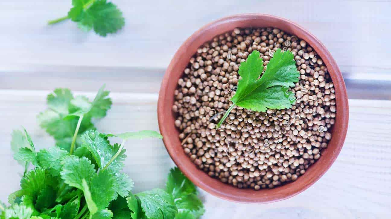 تخم گشنیز لاهیجان با دانه‌ های یکدست و سالم