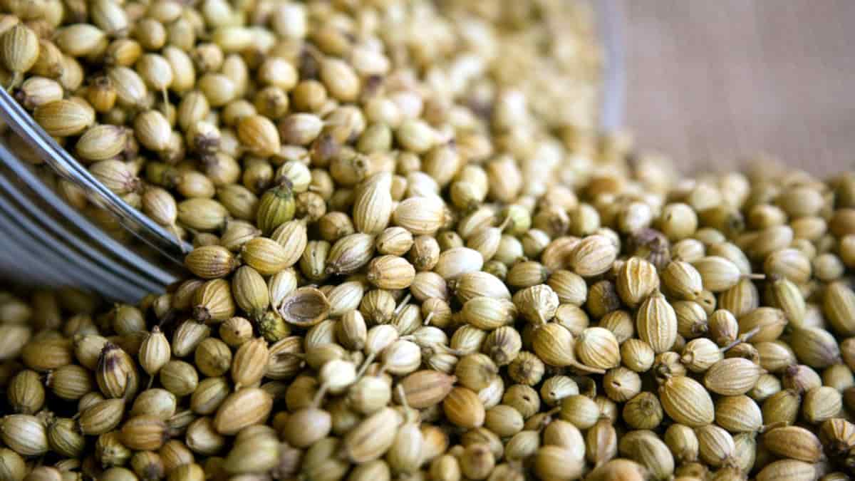 تصویر 2 از تخم گشنیز سبز با طعم طبیعی و ملایم