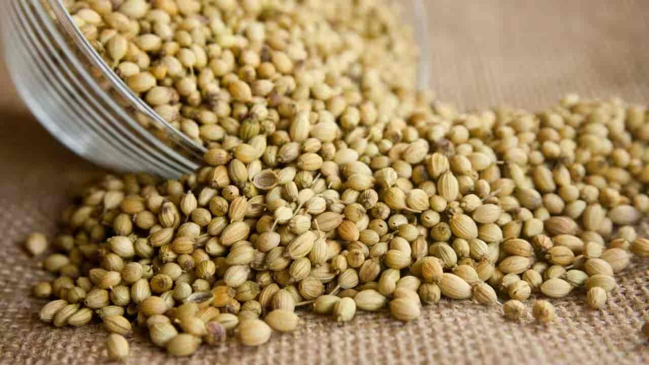 تصویر 3 از تخم گشنیز تنکابن مناسب برای صنایع غذایی