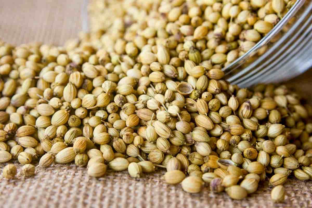 تصویر 3 از تخم گشنیز ادویه مناسب اضافه کردن به سوپ و سس‌ ها