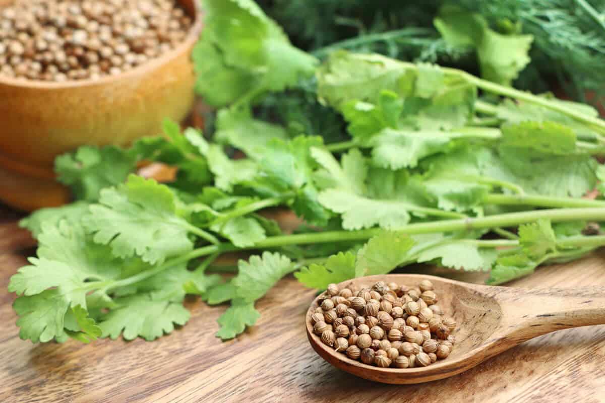 تصویر 4 از تخم گشنیز ادویه مناسب اضافه کردن به سوپ و سس‌ ها