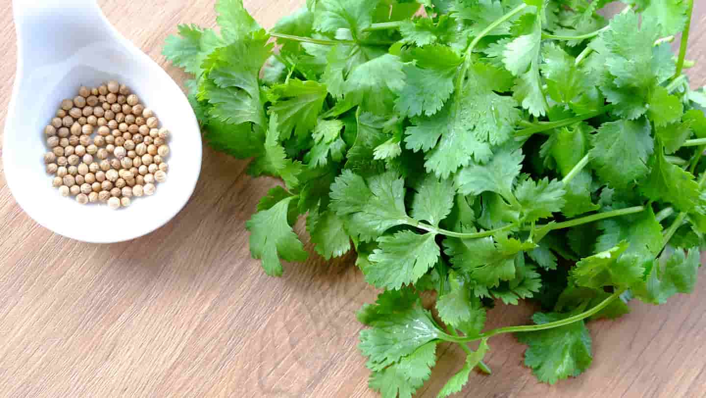 تصویر 2 از تخم گشنیز هلندی دارای خواص طبیعی و مفید