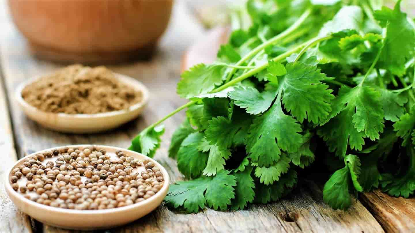تصویر 2 از تخم گشنیز مشهد با دانه‌ های یکدست و سالم