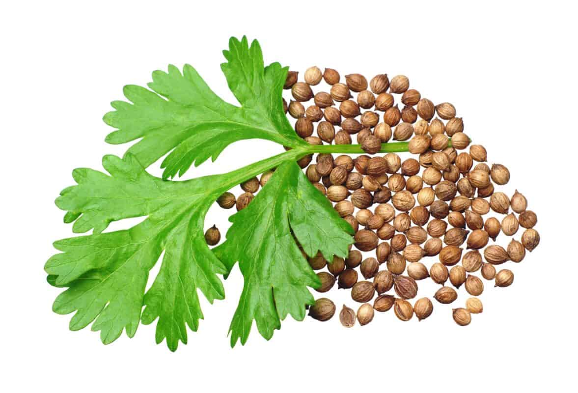تصویر 4 از تخم گشنیز تبریز پاک‌ شده و بومی