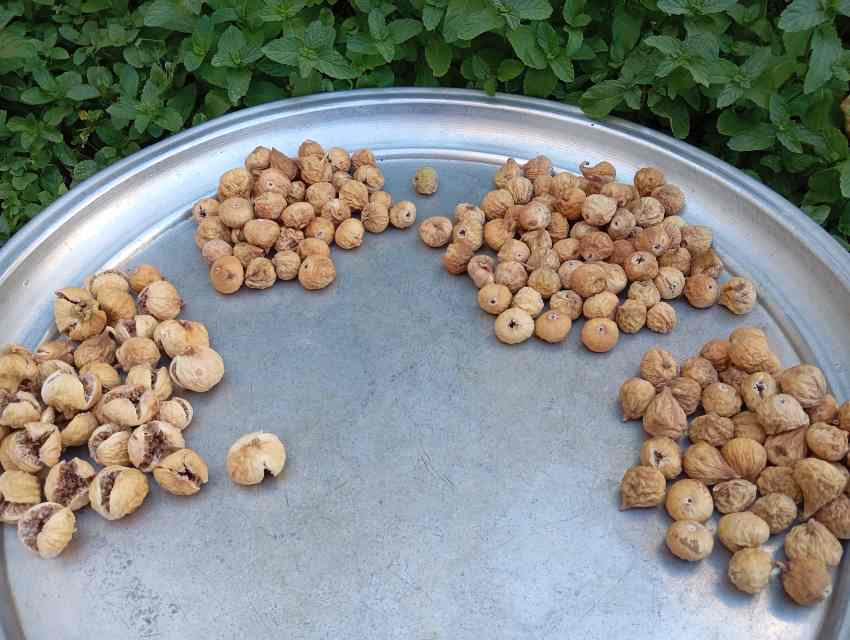 تصویر 2 از انجیر خشک آفتابی طلایی براق درجه‌ بندی حرفه‌ ای