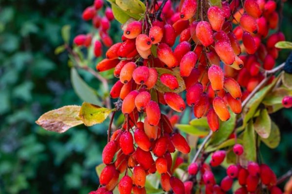 زرشک تازه ایرانی با دانه های سالم و رنگ روشن