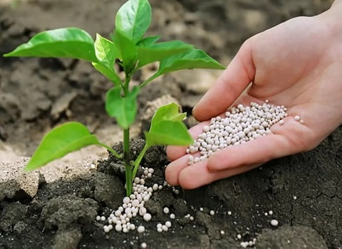 تصویر 1 از گوگرد گرانول برای زعفران موثر در جلوگیری از آفت