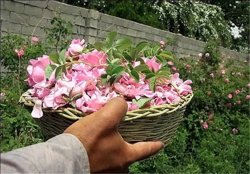 تصویر 2 از گل محمدی کرمان با گلدهی پایدار و زیبایی طبیعی چشمگیر