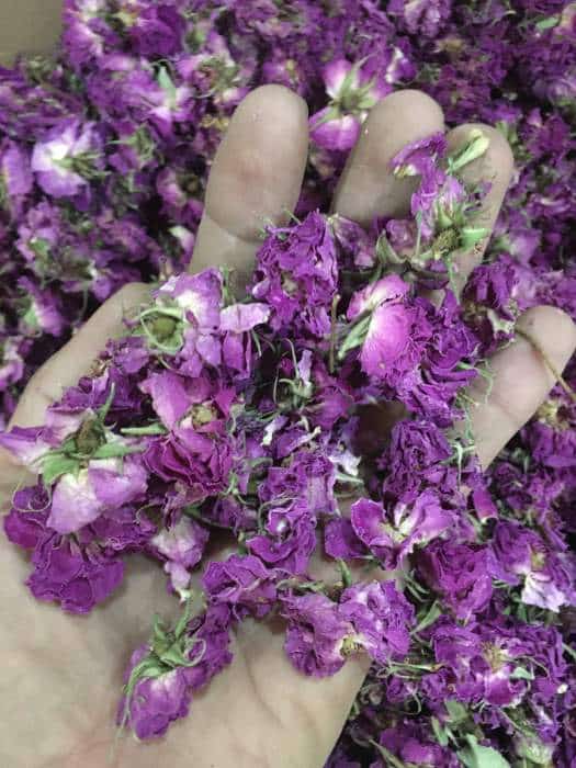 تصویر 1 از گل محمدی کم پر با شکوفه های ظریف و عطر طبیعی مناطق بکر