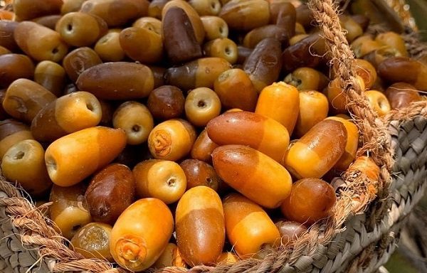 خرما زاهدی عراق ساختار گوشتی یکنواخت