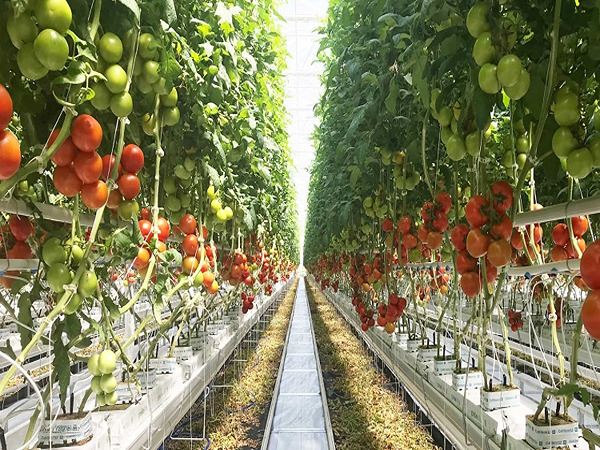تصویر 3 از گوجه‌ فرنگی سوپر استار سالم و تازه مناسب پخت ملایم
