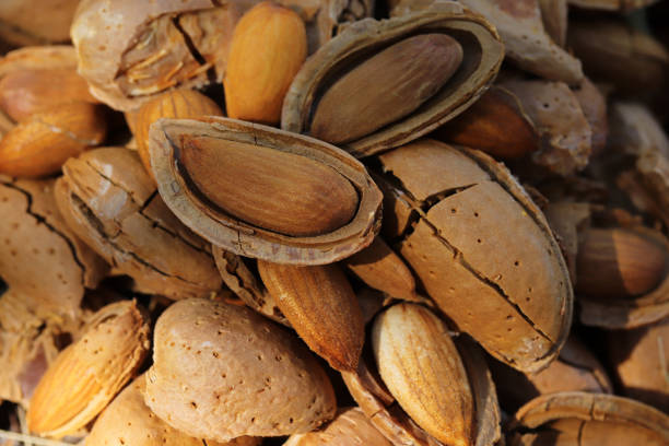 بادام درختی کیلویی خشک شده طبیعی بدون نمک مقرون به صرفه