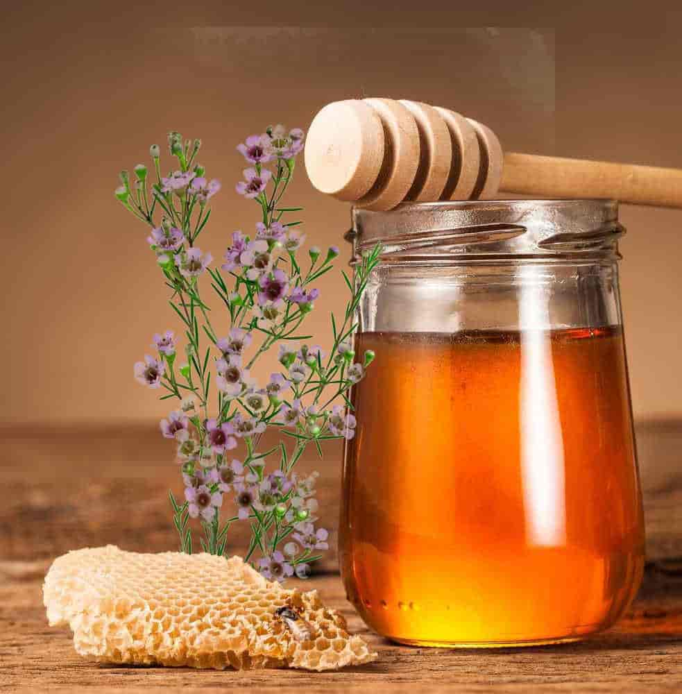 فروش عسل گون گز