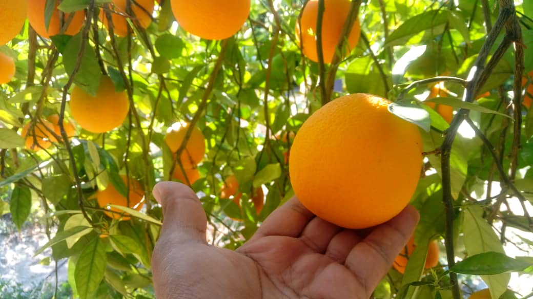 تصویر 1 از پرتقال دو رگه شیرین سرشار از ویتامین C و مواد مغذی