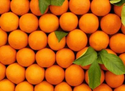 تصویر 2 از پرتقال پیوندی سرشار از عناصر معدنی و ترکیبات مغذی