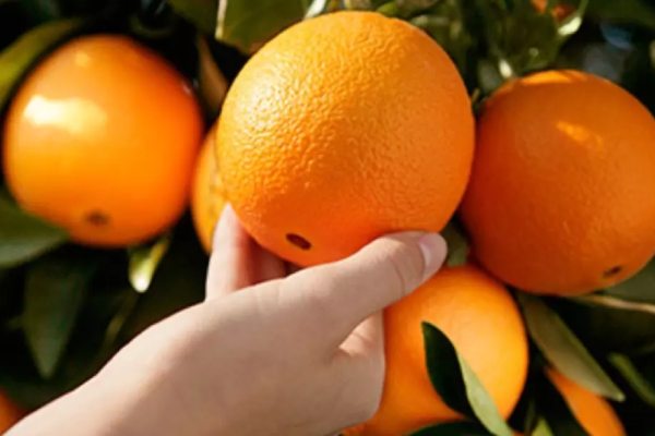 تصویر 3 از پرتقال پیوندی سرشار از عناصر معدنی و ترکیبات مغذی