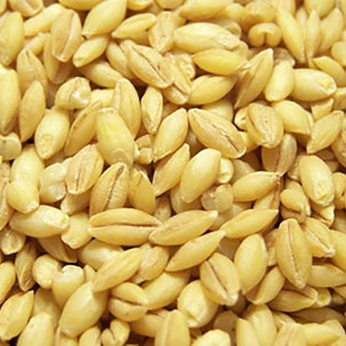 خرید جو