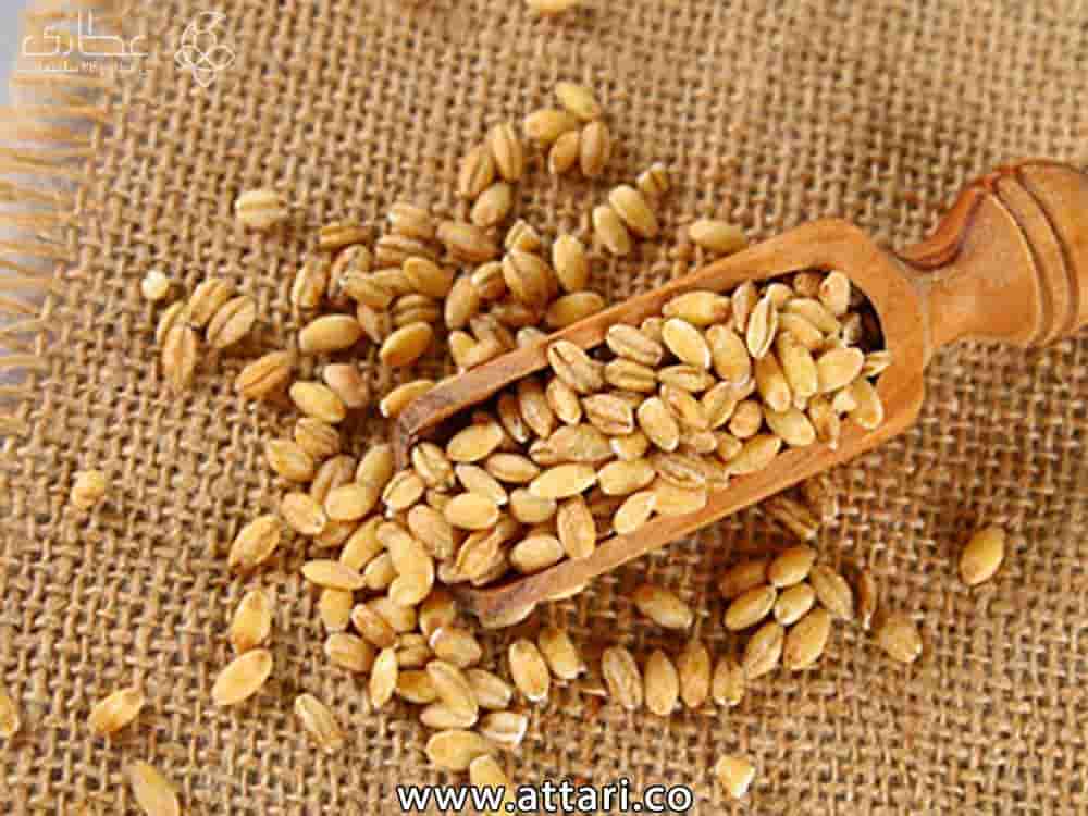 قیمت جو