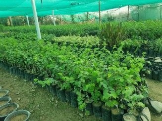 تصویر 4 از فروش نهال کنار بدون هسته + پربار زودبازده مناسب کشت تجاری