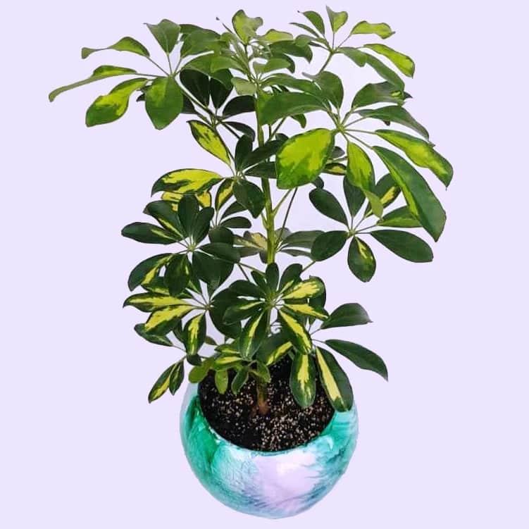 تصویر 1 از گل شفلرا ابلق انتخابی عالی برای خانه و دفتر