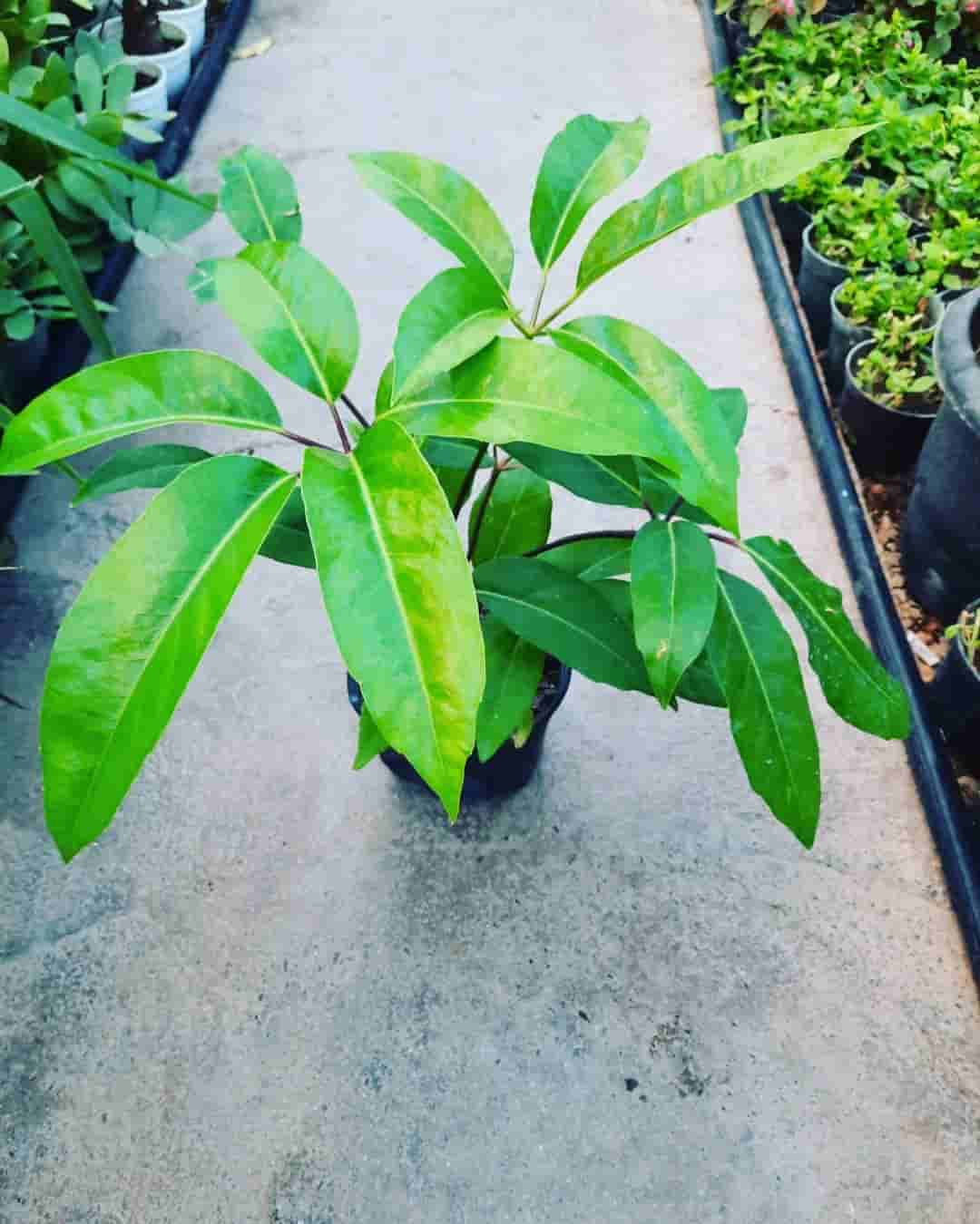تصویر 1 از گل شفلرا آمیت با برگ‌ های پهن و سبز جذاب