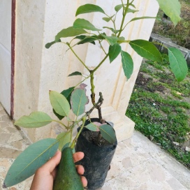 تصویر 4 از قیمت فروش نهال آووکادو + استعلام آنلاین و خرید نهال آووکادو اصل