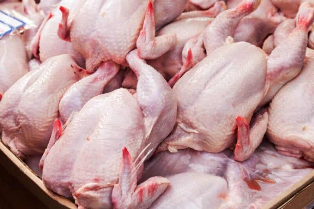 تصویر 2 از مرغ تازه سمین مناسب فروشگاه و سوپر مارکت