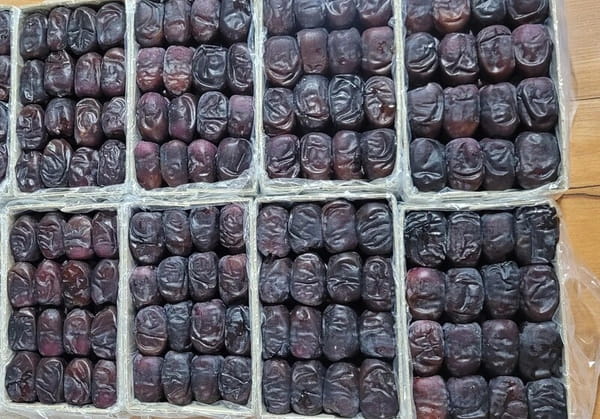 تصویر 4 از خرما مضافتی جهرم با روش برداشت سنتی