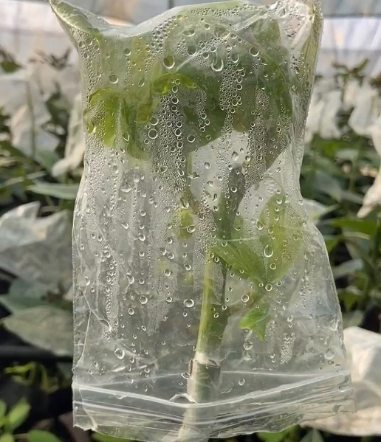 تصویر 3 از خرید نهال آووکادو در ساری + نهال مقاوم پربار و مناسب اقلیم شمال