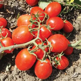 تصویر 4 از گوجه‌ فرنگی گلخانه ای رسیده و خوش‌ طعم مناسب تهیه انواع غذا