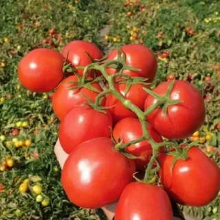 تصویر 4 از گوجه‌ فرنگی صادراتی با سایز بندی یکنواخت و کیفیت بالا