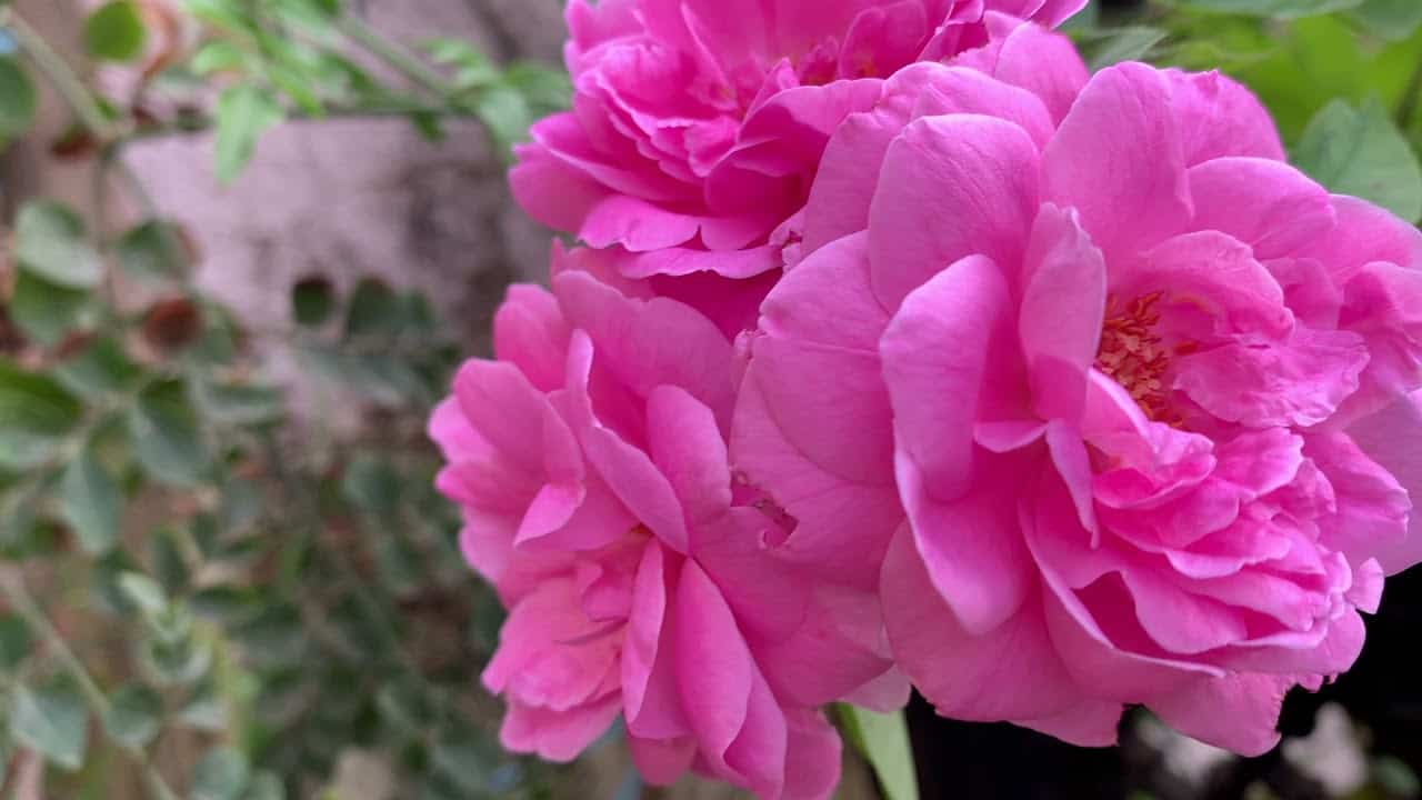تصویر 3 از گل محمدی کوهی تازه برداشت شده با عطر و رنگ طبیعی