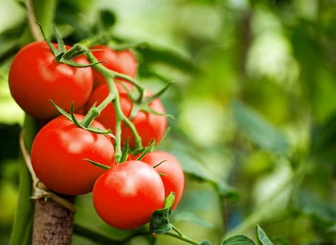 تصویر 2 از گوجه‌ فرنگی خوشه ای درشت برداشت روز با رنگ قرمز طبیعی