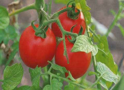 تصویر 3 از گوجه‌ فرنگی خوشه ای درشت برداشت روز با رنگ قرمز طبیعی