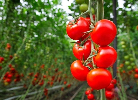تصویر 4 از گوجه‌ فرنگی خوشه ای درشت برداشت روز با رنگ قرمز طبیعی