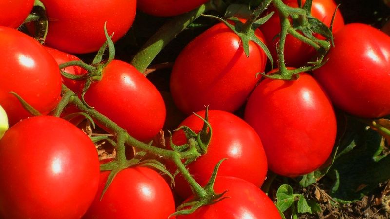 تصویر 3 از گوجه‌ فرنگی در شمال با کیفیت پایدار در تمام فصول و ظاهر بازار پسند
