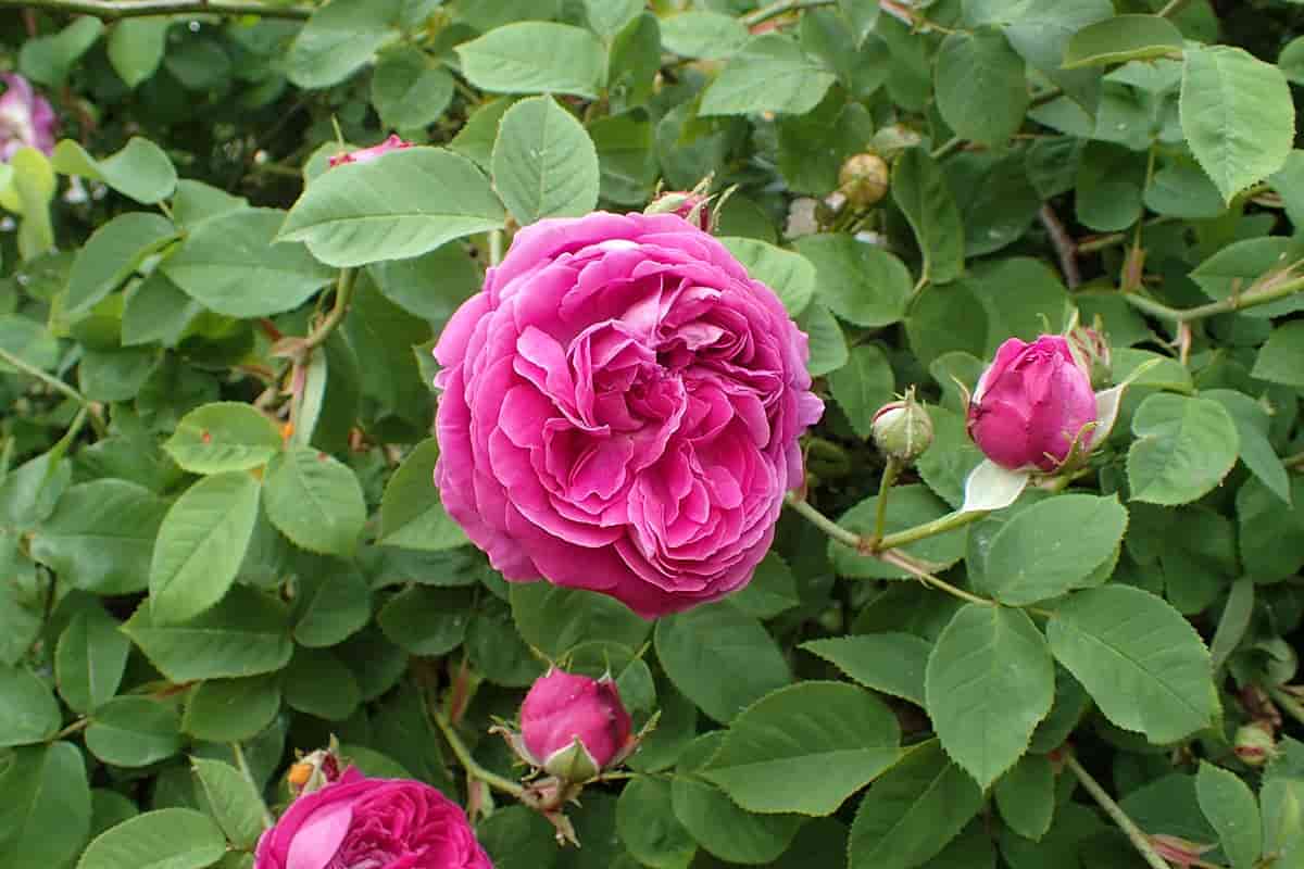تصویر 3 از گل محمدی وحشی با رشد طبیعی و رایحه قوی محیط های بکر