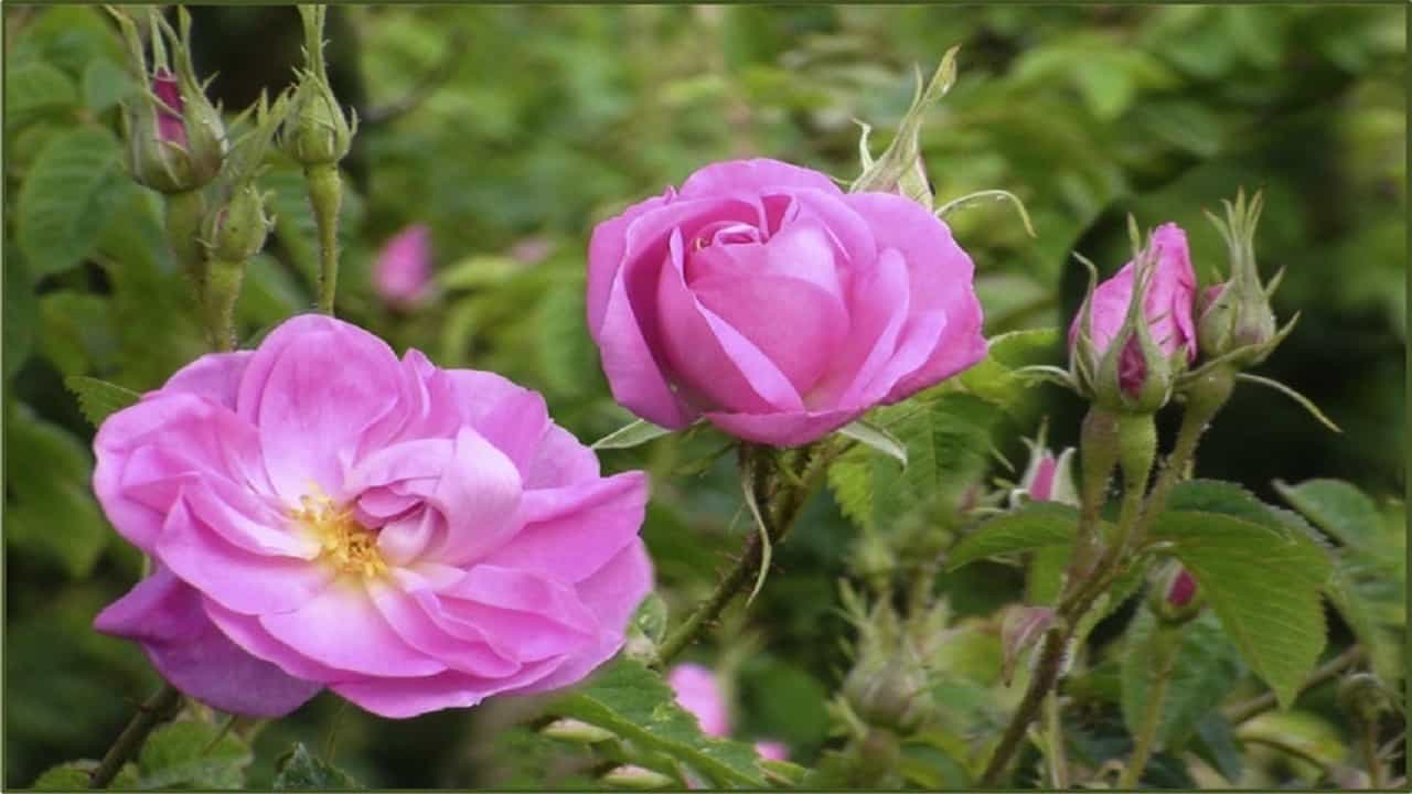 تصویر 4 از گل محمدی اصفهان با شکوفه های لطیف و رایحه دلنشین بهاری