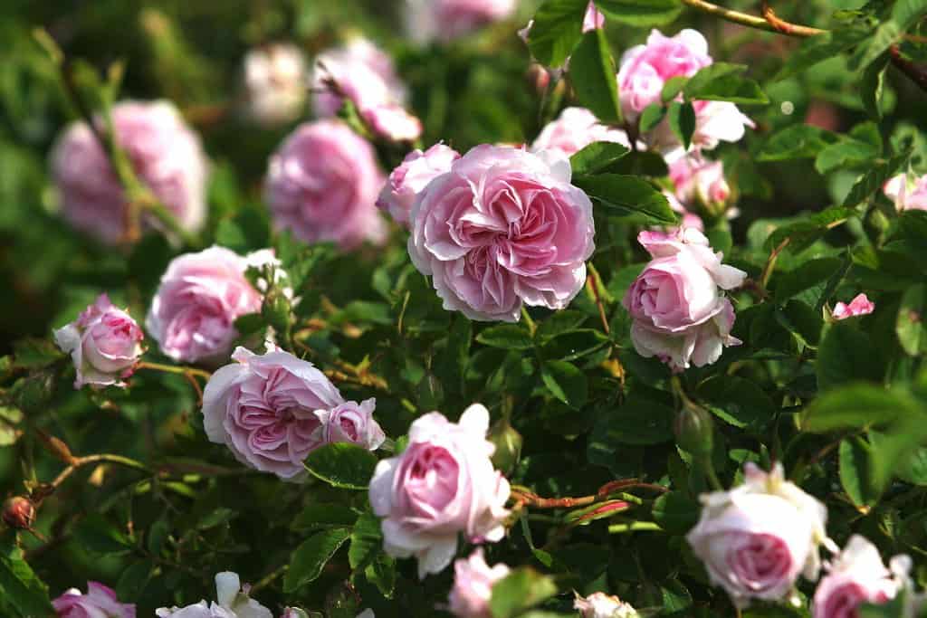 گل محمدی شیرازی با عطر دلنشین برداشت بهاری و کاربرد سنتی گسترده