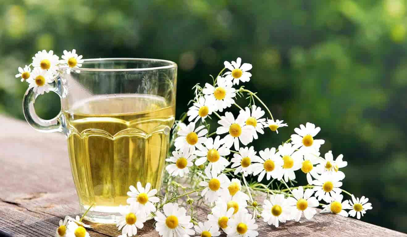 قیمت بابونه زرد