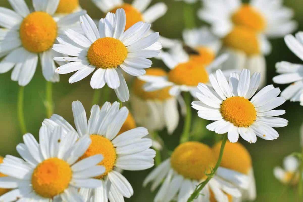 بابونه لرستان پراکنش خودروی ناحیه کوهپایه