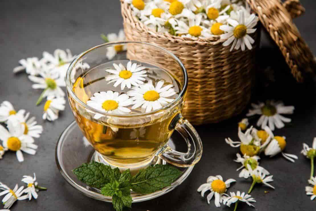 فروش بابونه زرد