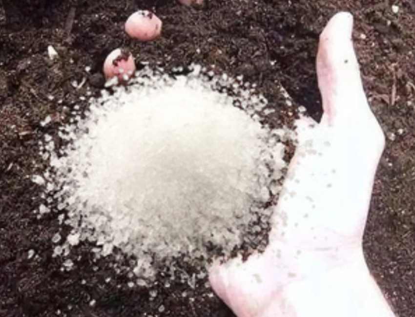 تصویر 3 از فروش ویژه پلیمر جاذب ۳ کیلویی برای حفظ رطوبت خاک