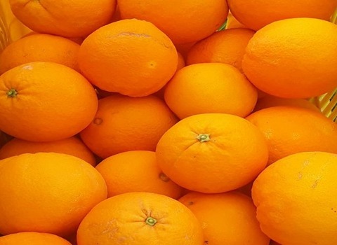 خرید پرتقال تامسون